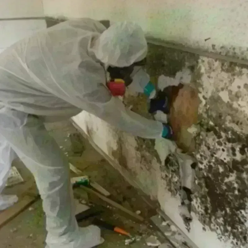 Mold Remediation and Removal in Vian, OK